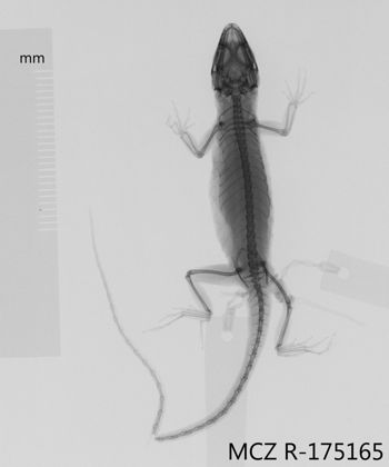 Media type: image;   Herpetology R-175165 Aspect: dorsoventral x-ray